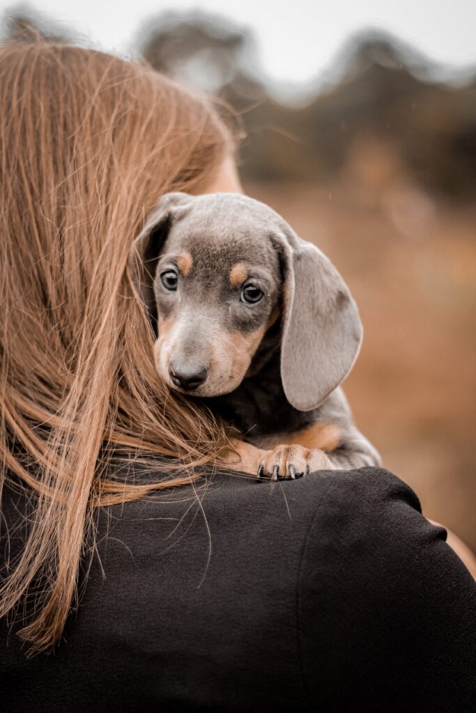 Teckel puppy op de schouder van baasje - huisdierfotografie door Chabelie Fotografie in Sint-Truiden